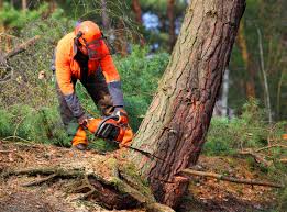 How Our Tree Care Process Works  in  Junction, TX