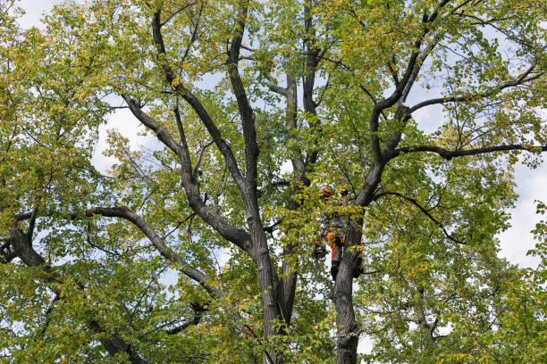 Reliable Junction, TX Tree Removal Services Solutions